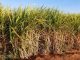 Foto: Plantação de cana-de-açúcar
