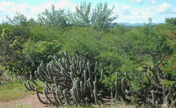 Foto: Caatinga | Autor desconhecido