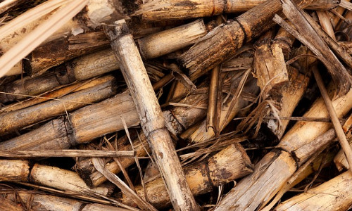 Manejo sustentável garante aumento de produtividade da cana-de-açúcar em Goiás