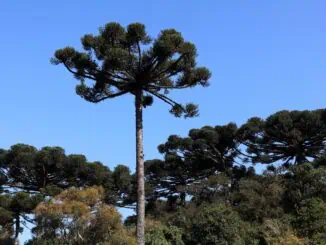 Foto:Cesar Brustolin/SMCS - Governo do Paraná - Curitiba terá regras mais rígidas para proteção das araucárias. -Na imagem, bosque de pinheiros na SMMA