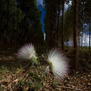 Florestas renováveis de eucalipto no Vale do Jequitinhonha (MG) | Divulgação Aperam BioEnergia