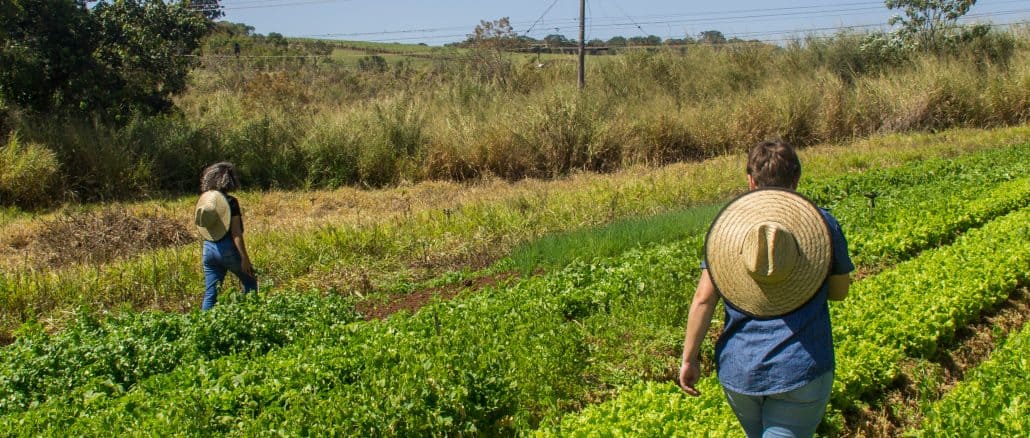 Colheita de orgânicos na horta da Tudo da Terra | Créditos: Divulgação