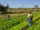 Colheita de orgânicos na horta da Tudo da Terra | Créditos: Divulgação