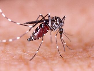 Foto: Mosquito da dengue Aedes aegypti