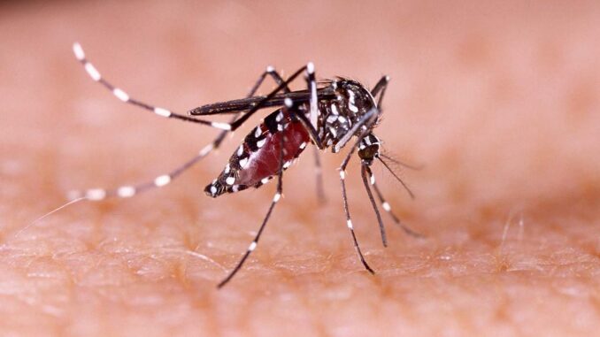 Foto: Mosquito da dengue Aedes aegypti