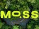 Com o crédito de carbono da Moss, é fácil e seguro preservar o planeta.