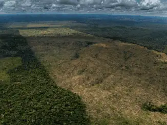 Desmatamento de Floresta Pública Não Destinada em Lábrea (AM) - Foto: Christian Braga