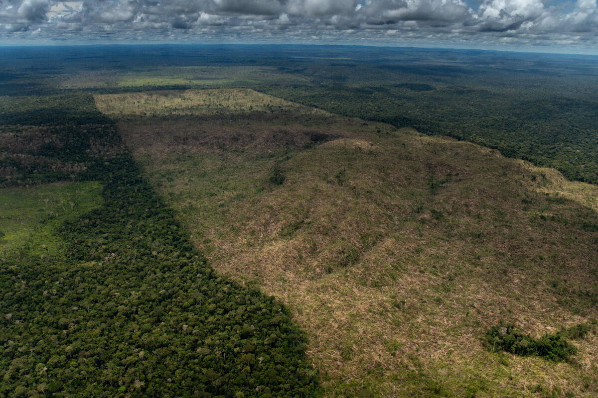 Desmatamento de Floresta Pública Não Destinada em Lábrea (AM) – Foto: Christian Braga