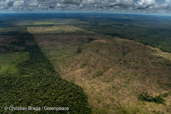 Deforestation of Public Non-Destined Forests in the Amazon in Brazil
Desmatamento de Floresta Pública Não Destinada na Amazônia