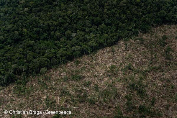 Deforestation of Public Non-Destined Forests in the Amazon in Brazil
Desmatamento de Floresta Pública Não Destinada na Amazônia