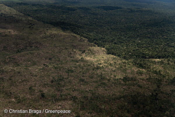 Deforestation of Public Non-Destined Forests in the Amazon in Brazil
Desmatamento de Floresta Pública Não Destinada na Amazônia