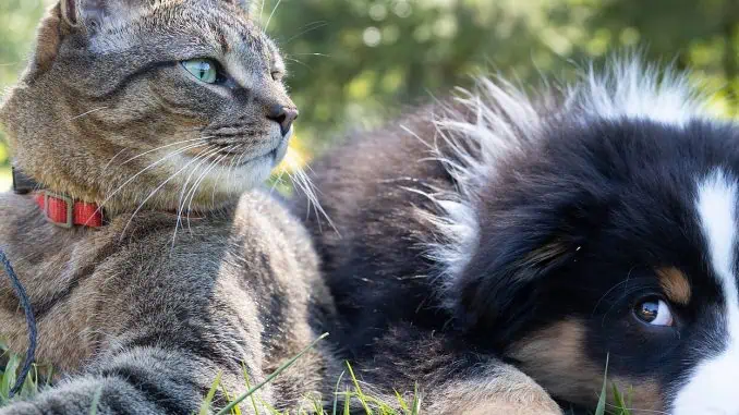 Formação lançará olhar sobre questões jurídicas envolvendo pets e animais silvestres.