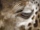 Fez um ano que 18 girafas selvagens foram trazidas da África do Sul para o Brasil .