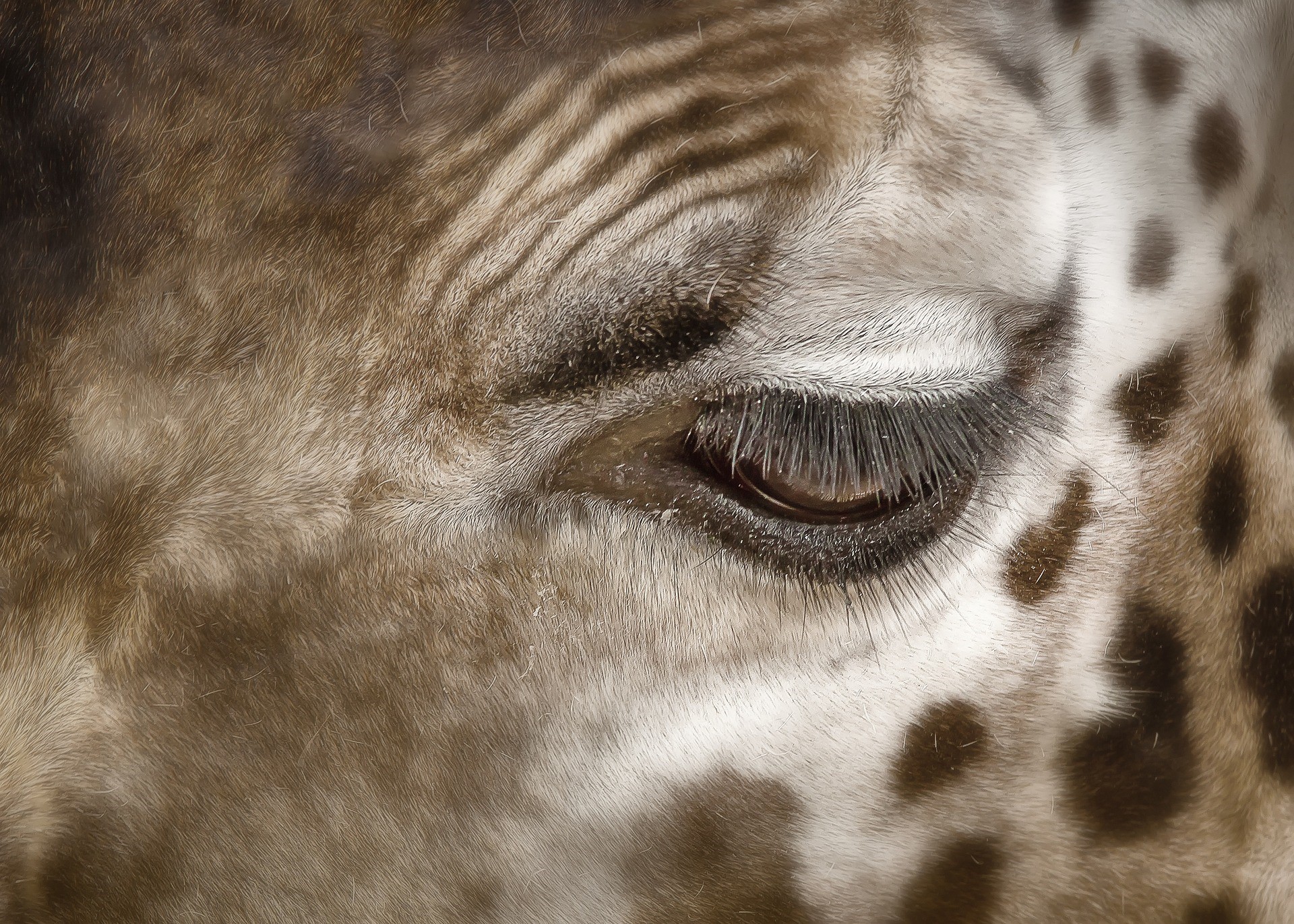 Fez um ano que 18 girafas selvagens foram trazidas da África do Sul para o Brasil .