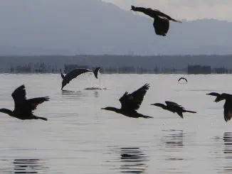 Área de Proteção Ambiental de Guapimirim, na região hidrográfica da Baía de Guanabara