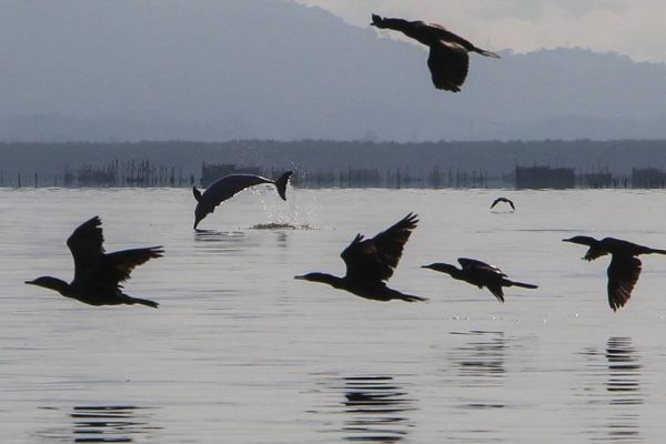 Área de Proteção Ambiental de Guapimirim, na região hidrográfica da Baía de Guanabara