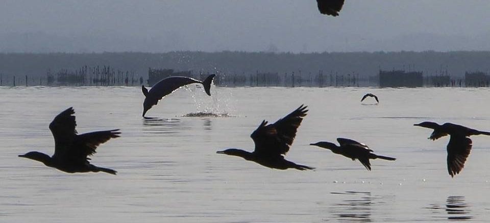 Área de Proteção Ambiental de Guapimirim, na região hidrográfica da Baía de Guanabara