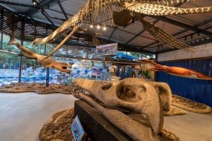 Uma das atrações do Museu é a exposição de Gigantes Marinhos, que contém réplicas de animais marinhos pré-históricos. Há ainda no acervo um esqueleto real da baleia Jubarte, espécie que é avistada com frequência na região do litoral norte de São Paulo (Créditos: Divulgação/Museu da Vida Marinha)