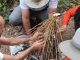 Foto: Colheita de sementes da Palmeira Juçara