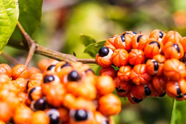 Foto: Victor Nomoto, Guaraná Maués