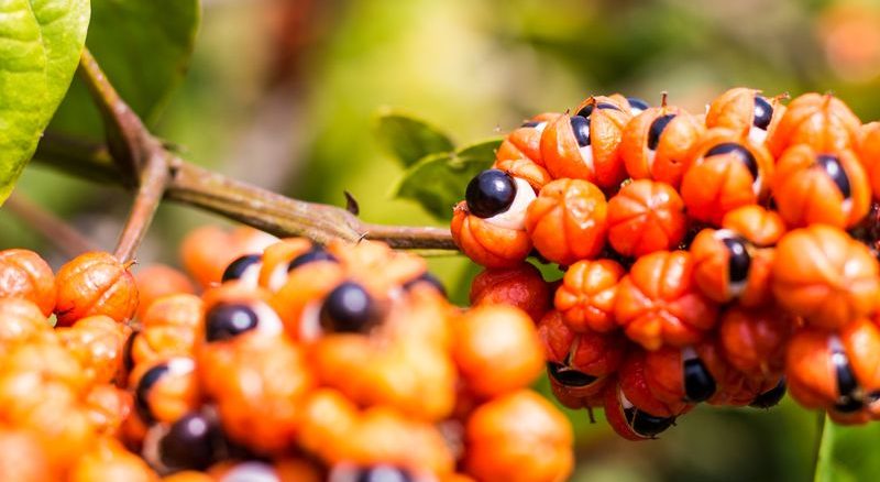 Foto: Victor Nomoto, Guaraná Maués