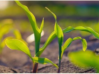 A Agrivalle, indústria de bioinsumos agrícolas, é referência em sistemas regenerativos e propõe soluções inovadoras, transformadoras e sustentáveis.