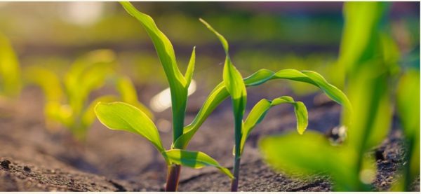 A Agrivalle, indústria de bioinsumos agrícolas, é referência em sistemas regenerativos e propõe soluções inovadoras, transformadoras e sustentáveis.