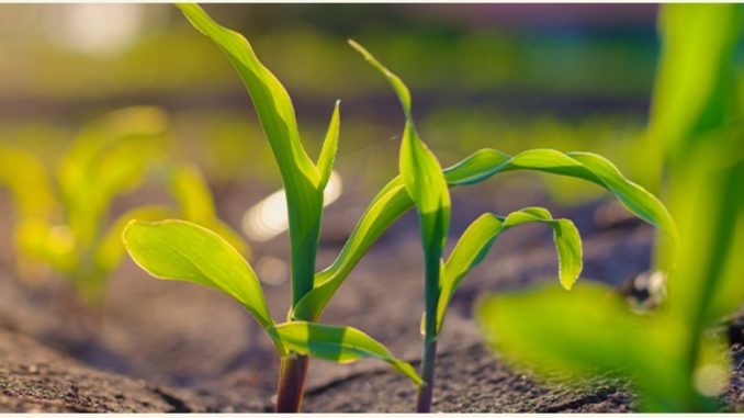 A Agrivalle, indústria de bioinsumos agrícolas, é referência em sistemas regenerativos e propõe soluções inovadoras, transformadoras e sustentáveis.