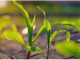 A Agrivalle, indústria de bioinsumos agrícolas, é referência em sistemas regenerativos e propõe soluções inovadoras, transformadoras e sustentáveis.
