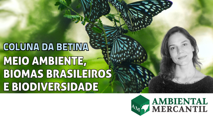 Betina Alves é Bióloga e Professora, Colunista do editorial AMBIENTAL MERCANTIL | MEIO AMBIENTE, BIOMAS BRASILEIROS E BIODIVERSIDADE