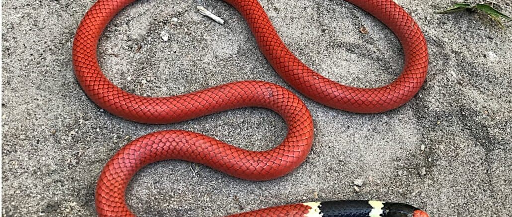 Foto: A falsa-cobra-coral (Apostolepis sanctaeritae) usa cores muitos semelhantes da coral venenosa para se proteger na natureza.