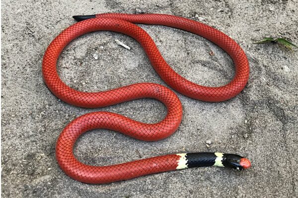 Foto: A falsa-cobra-coral (Apostolepis sanctaeritae) usa cores muitos semelhantes da coral venenosa para se proteger na natureza.