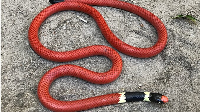 Foto: A falsa-cobra-coral (Apostolepis sanctaeritae) usa cores muitos semelhantes da coral venenosa para se proteger na natureza.