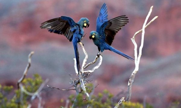 Espécie Anodorhynchus leari já está em perigo de extinção (Foto: João Marcos Rosa/Fundação Biodiversitas)