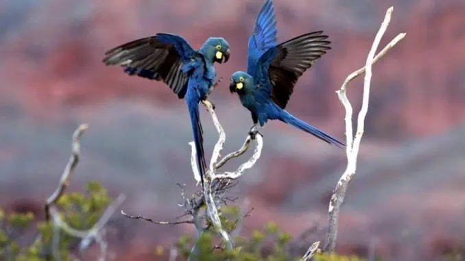 Espécie Anodorhynchus leari já está em perigo de extinção (Foto: João Marcos Rosa/Fundação Biodiversitas)