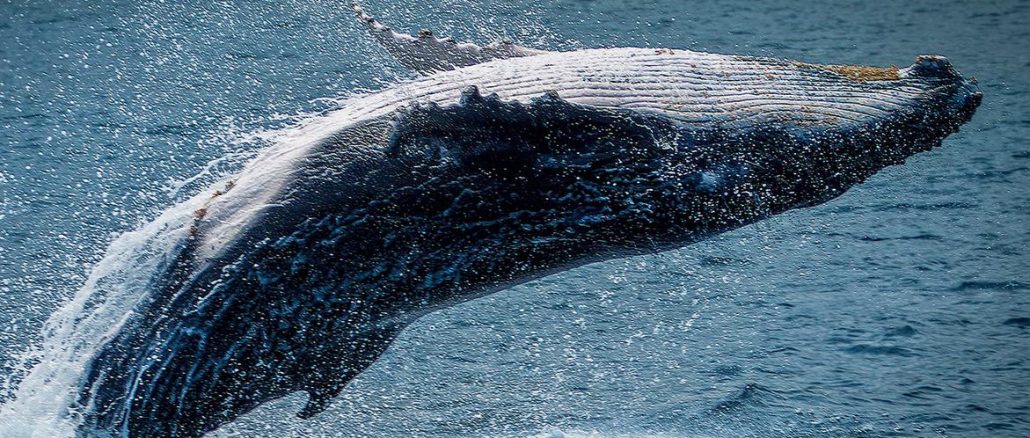 Foto: Unsplah/Rémi Boudousquié | Biólogos marinhos descobriram que as baleias capturam toneladas de carbono da atmosfera