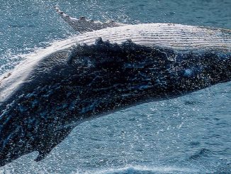 Unsplah/Rémi Boudousquié Biólogos marinhos descobriram que as baleias capturam toneladas de carbono da atmosfera