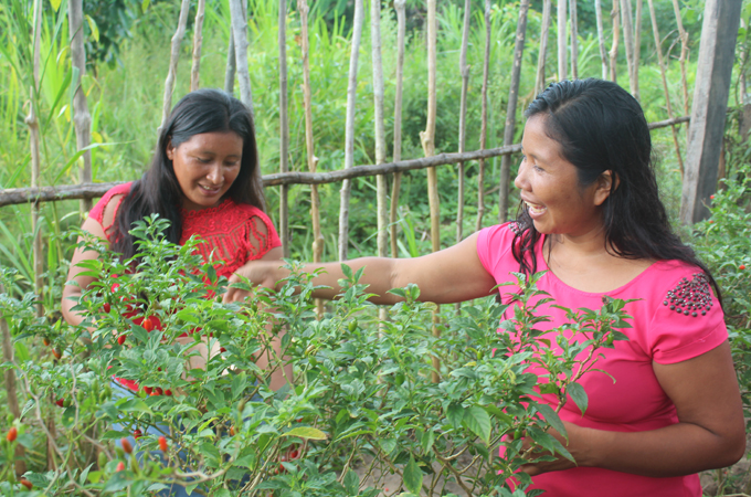 As mulheres Waiwai são as produtoras da Pimenta Assisi, um produto que representa a sociobiodiversidade indígena.