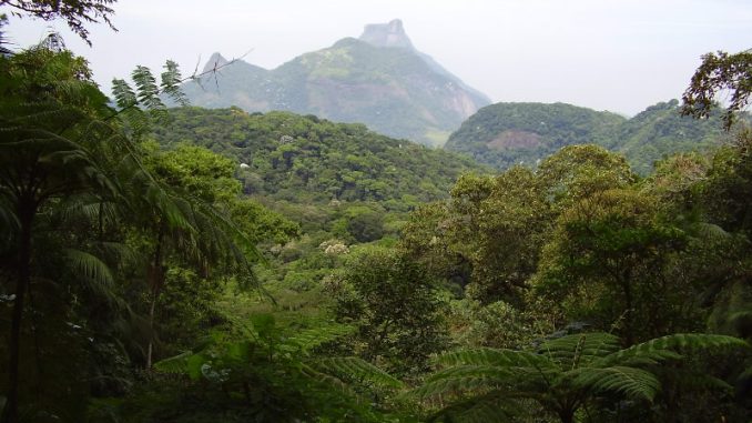 Parque Nacional da Tijuca, na zona urbana do Rio de Janeiro