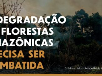 Policy Brief: Degradação das florestas amazônicas