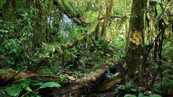 Foto: Luciano Candisani | Já foram registradas 350 espécies de borboletas nas florestas do Legado das Águas