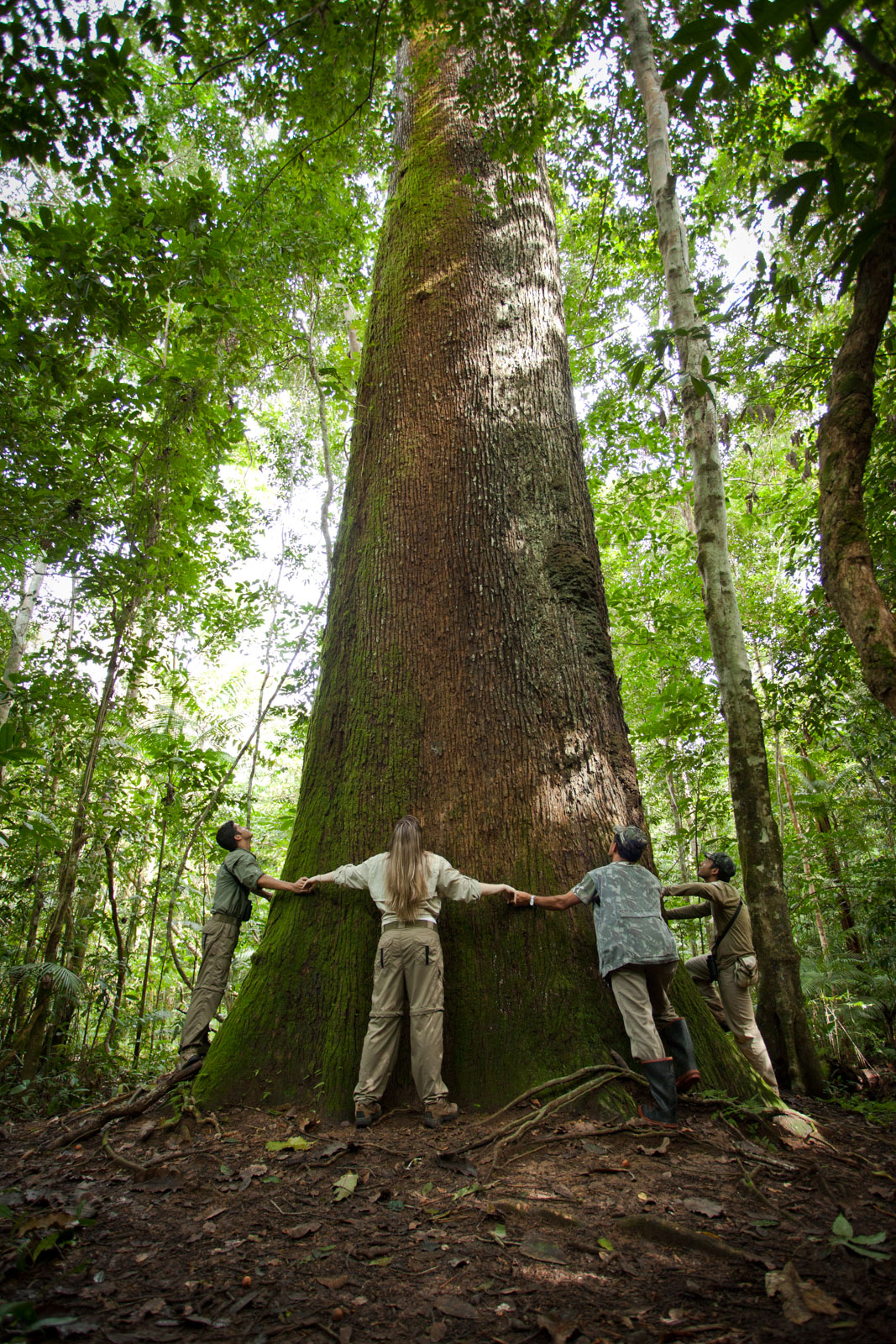 Cristalino-Jungle-Lodge—Ecotourists-at-trail-with-Brazil-Nut-Tree—Samuel-Melim-3 (1)