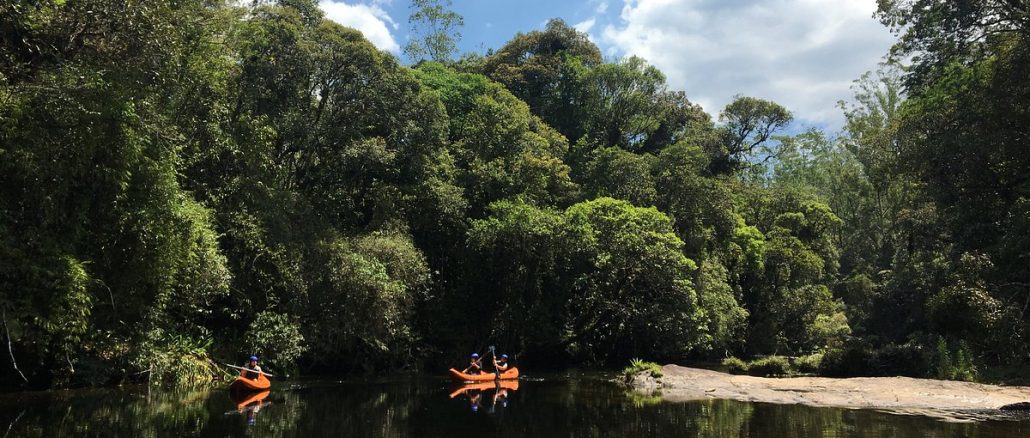 Parque da Neblina: ao longo de duas décadas, o Instituto Ecofuturo transformou uma área degradada em uma das maiores reservas privadas da Mata Atlântica no Brasil.