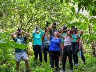 Foto: Observação de aves | Festival de Guapimirim - RJ