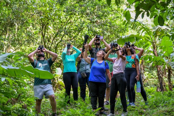 Foto: Observação de aves | Festival de Guapimirim - RJ