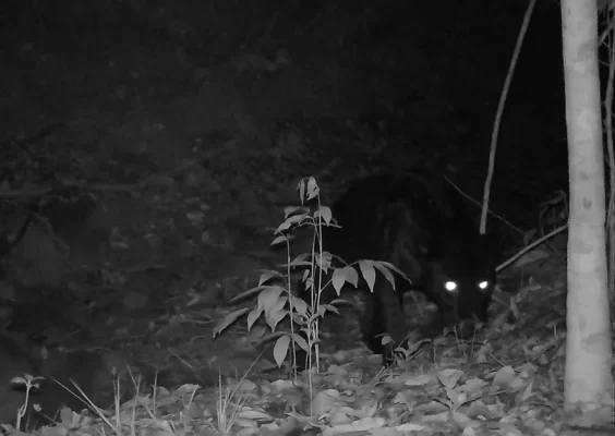 Onça rara é fotografada em reserva ambiental da Usina Coruripe em Minas Gerais — Foto: Divulgação