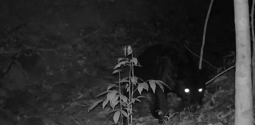 Onça rara é fotografada em reserva ambiental da Usina Coruripe em Minas Gerais — Foto: Divulgação