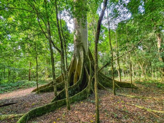 Parte da reserva particular de Mata Atlântica na Fazenda Santa Cecília.