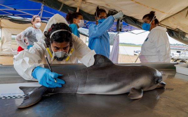 A Operação Emergência Botos Tefé, criada pelo Instituto Chico Mendes de Conservação da Biodiversidade (ICMBio) com apoio técnico do IDSM, monitora os botos amazônicos.