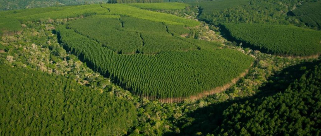 Klabin é maior produtora e exportadora de papéis para embalagens e de soluções sustentáveis em embalagens de papel do Brasil.